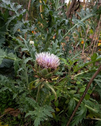 Eine Artischocke blüht dramatisch schon mit weiß geflammter lila Blüte