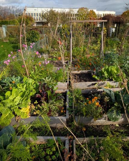 Ein Teil des Gemüsegartens mit den Rahmenbeeten in der Oktobersonne