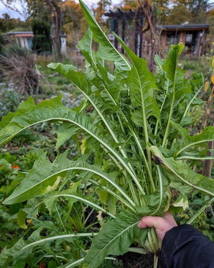 Eine große Handvoll Puntarelle