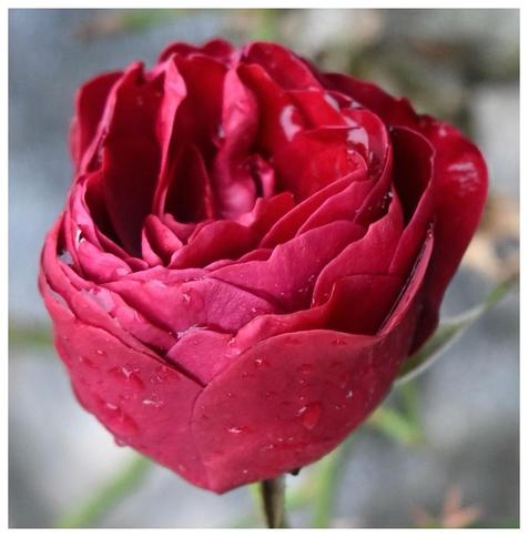 Eine Nahaufnahme einer tiefroten Rose mit Regentropfen, die sich in und an ihren Blütenblättern sammeln, vor einem verschwommenen grauen Hintergrund.