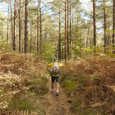 A person hiking on a trail in a dense forest, surrounded by ferns and tall trees.