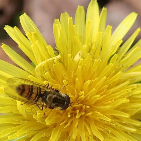 auf einer überaus gelben löwenzahnblüte sitzt eine schwebfliege mit auf dem rücken zusammengelegten hochtransparenten flügeln. durch die flügel hindurch ist schön der gelbe hinterleib mit der schwarzen bänderung zu sehen, der die fliege wie eine wehrhafte biene oder wespe aussehen lassen soll, was auch gut gelingt. nur die schier überdimensionalen facettenaugen lassen sie dann doch klar als fliege erkennen.