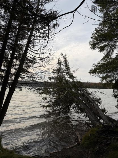 A partially submerged tree leans over a calm lake, surrounded by other trees and a cloudy sky. The scene conveys a serene, natural setting.