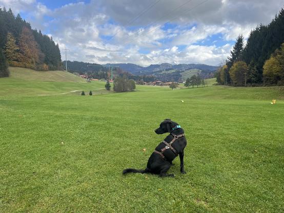 Ein schwarzer Hund sitzt auf einem Feld. Das Feld ist grün und hat Hügel im Hintergrund. Der Himmel ist blau mit weißen Wolken. Einige Bäume stehen im Hintergrund und es gibt ein paar Häuser, die ebenfalls am Horizont zu sehen sind. Der Hund trägt einen schwarzen Geschirr und eine blaue Halsband.

Bereitgestellt von @altbot, privat und lokal generiert mit Gemma3:12b

🌱 Energieverbrauch: 0.356 Wh