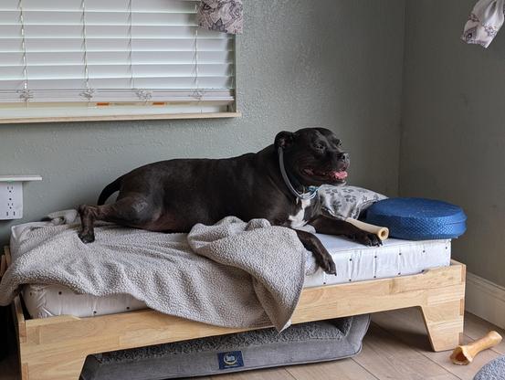 A black American Staffordshire Terrier on a bed.  The bed is sized for a small child.