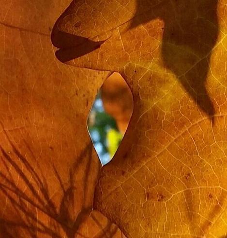 Macro shot of two autumnal brown leaves illuminated from behind by the sun. Where the leaves overlap, shadows are created. In the centre of the image, there is an opening between the leaves, revealing a blurred view of greenery. It is like a peephole through wich one can catch a glimpse of the beginning of autumn: golden brown contrasts vividly with rich green.