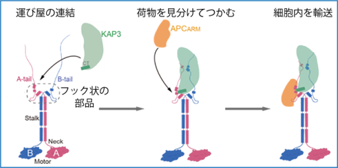 【プレスリリース】細胞の“運び屋”に新たなルール―脳の働きや病気の理解につながるタンパク質輸送の仕組み― | 国立大学法人群馬大学