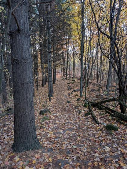Looking down a leaf covered forest trail, evergreen trees to the left and deciduous trees to the right. Sun catching the yellow leaves of the deciduous trees in the distance.