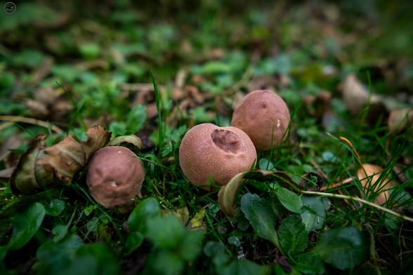 Puffball Mushrooms on leafy ground
