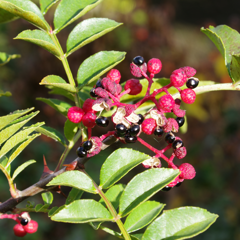 Zweig mit grünen, gefederten Blättern und roten, runden Früchten mit schwarzem Kern.