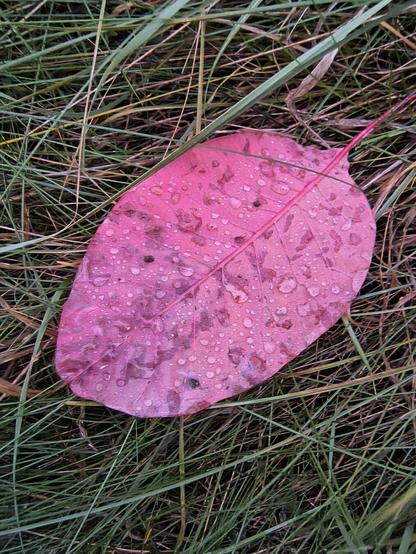 Auf dem Foto sieht man ein rotgefärbtes Blatt. Es liegt im Gras und ist mit Regentropfen benetzt.