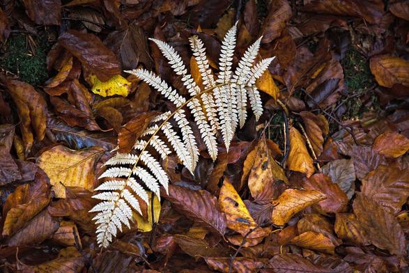 Téměř bílý list kapradí v podzimním listí.