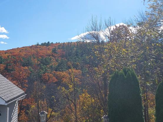 a landscape photo of trees on a hillside in central new England in the fall.  some of the leaves are still green, while many others have turned yellow and orangey-brown .  a tall arbor-vitae stands in the bottom right corner of the photo