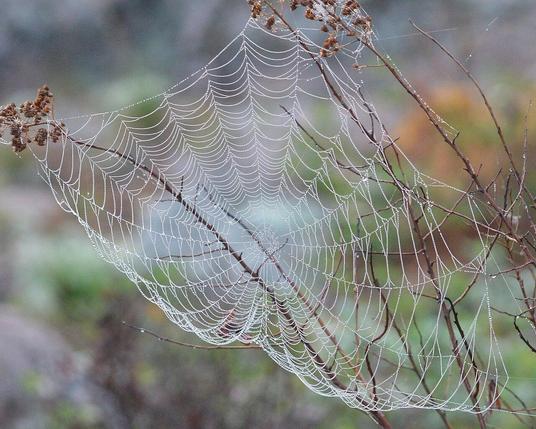 A photo of a spider web covered in dew drops.