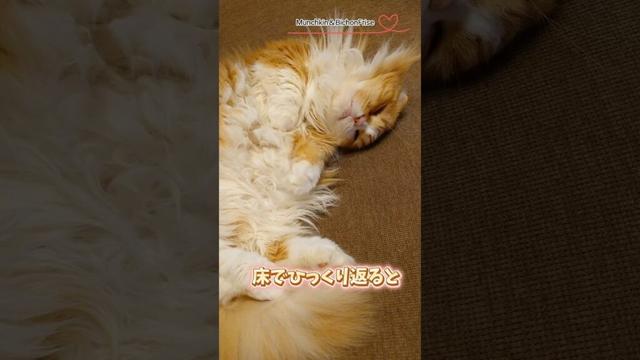 【マンチカン】床でひっくり返る女王猫 【犬と猫、両方飼ってると毎日かわいい♥】