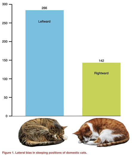 Bar chart captioned "Lateral bias in sleeping positions of domestic cats." showing a preference for leftward (266 instances) over rightward (142 instances) sleeping positions.
