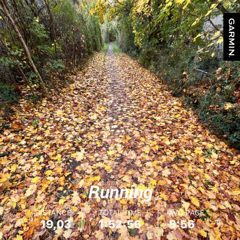 Trail through the forest, covered in fallen colourful leaves.