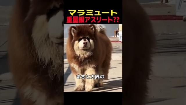 マラミュート　重量級アスリート！？　#アラスカンマラミュート #笑える #癒し #大型犬のいる生活 #大型犬のいる暮らし #犬好きさんと繋がりたい #元気になる動画