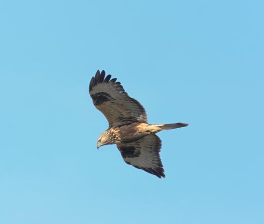A Rough-legged Buzzard flying with spread wings.