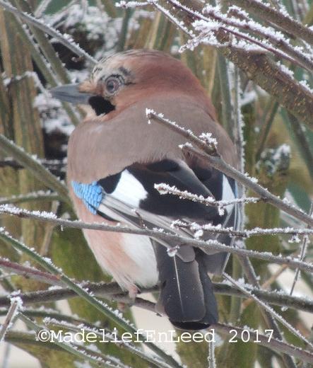 Gaa die met de rug naar de fotograaf zit met de kop een weinig gedraaid de snavel wijst naar linksachter. De gaa zit in een boom met berijpte takken.