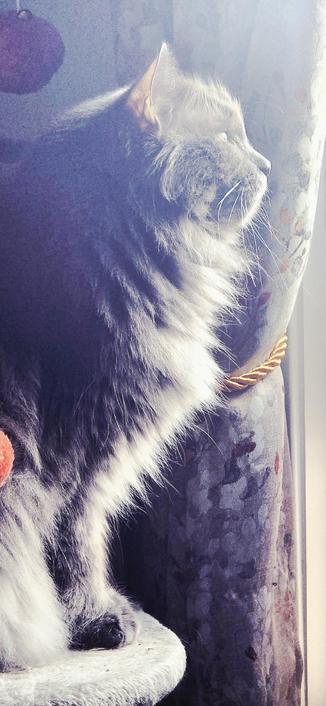 Gibbs stares off at the distance..