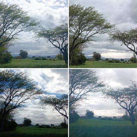 4 photos taken from the same spot arranged in a 2x2 grid.
Photos are of a rural scene, ranges with wind turbines in the distance, sky, market garden land with trees in the foreground framing the shot.

The two left images were taken yesterday  - one as we walked to the right,  the other on the return journey. 

The two right images are from today.