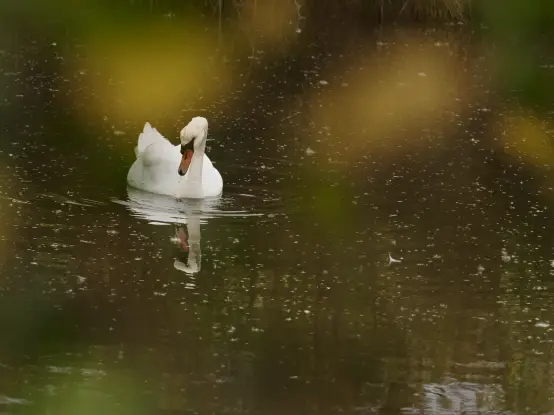 Un cygne tuberculé sur l'eau, entouré de tâches de couleur jaunes et vertes de la végétation du premier plan.