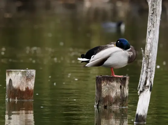 Un canard colvert mâle sur un poteau au milieu d'une eau verte, le bec dans les plumes.