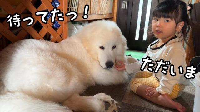 【デカ弟】３歳児が保育園に行くと寂しくて玄関で帰りを待つ子犬、いざ帰ってくると全身で甘え始めました♡｜グレートピレニーズ&オールドイングリッシュシープドッグ＆トイプードル