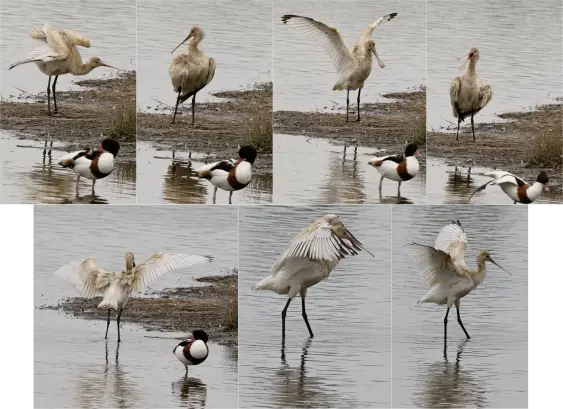 Une planche de sept photos d'une spatule blanche sous différentes poses.