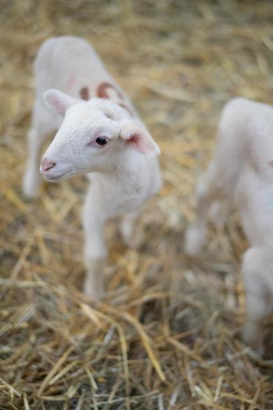 Petit agneau dans le foin, mi heureux, mi craintif