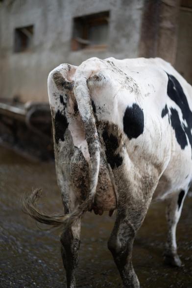 Fesses de vache, dans la boue, la queue au vent, les mouches sont loin...