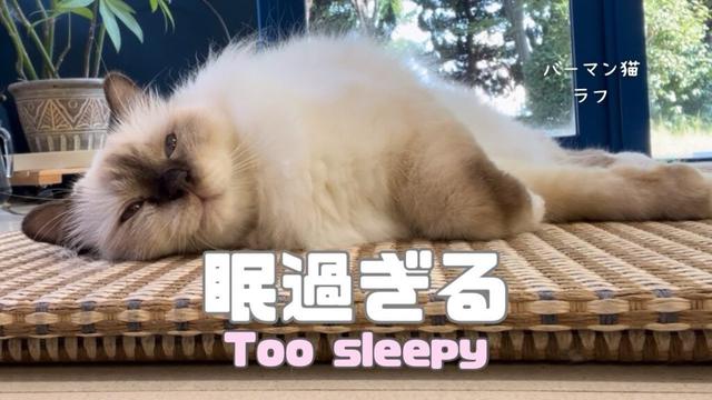 バーマン猫ラフ【眠過ぎる】Too sleepy（バーマン猫）Birman/Cat