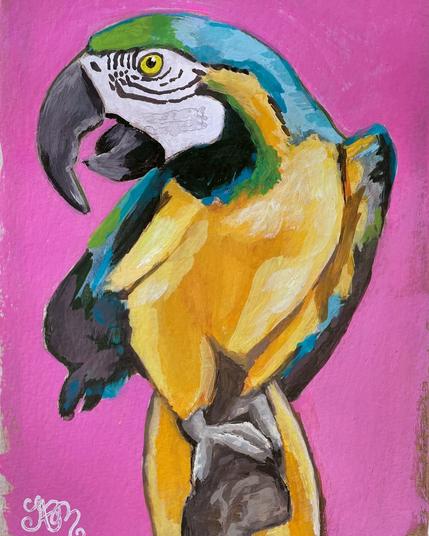 A blue and yellow macaw with a bright pink background