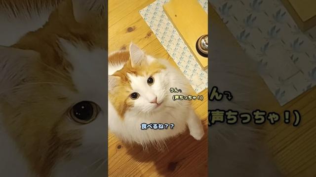 今日のセテさん #メインクーン #猫 #猫のいる暮らし #shorts #cat #mainecoon #catlover​  #catshorts​ #cute​ #cutecat​ #fyp​