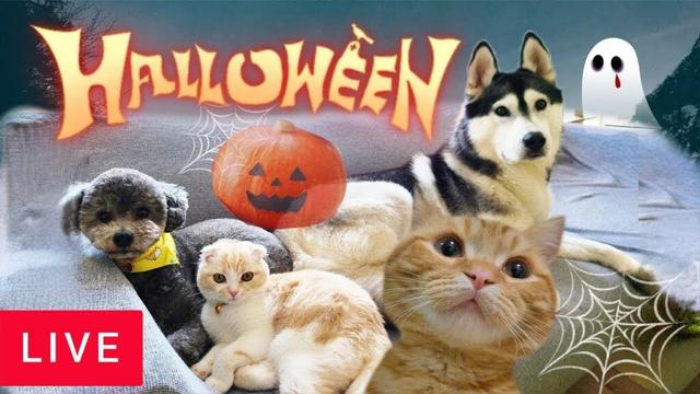 まんまるハロウィンライブ2025