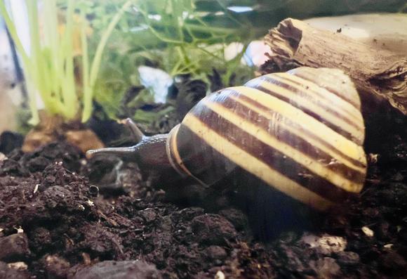 Small land snail, with brown and yellow striped shell tentatively looks about. Only a small amount of their soft body with two eyestalks (ommatophores) is visible. Soil, sticks and plants are in the background.