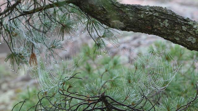 A photo of spiderwebs covered in dew drops between the branches of a pine tree.