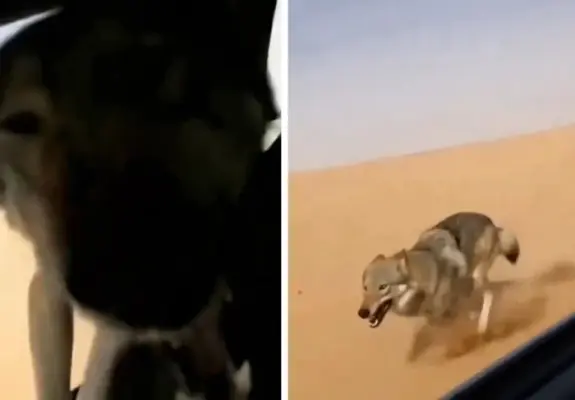 صحيفة المرصد - بالفيديو.. ذئب يطارد مركبة في الصحراء ويقفز داخلها لإفتراس الركاب يثير الجدل على مواقع التواصل