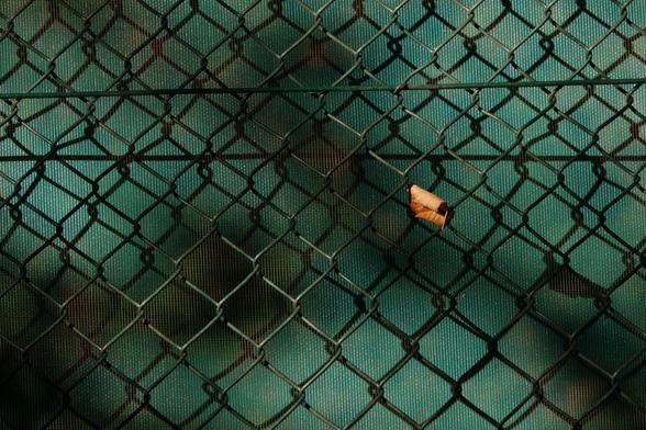 A yellow leaf in a green fence