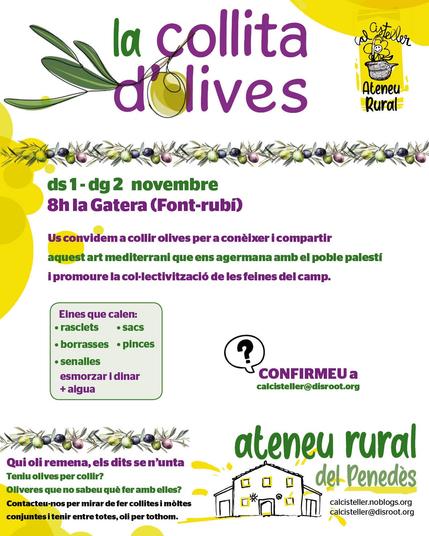 Collita d'olives de l'Ateneu Rural