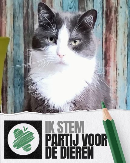 Grijs met witte kat die in de camera kijkt en daaronder een witte strook met een zwart omrand hokje waarin met groen potlood het PvdD logo geschetst is en de tekst Ik stem Partij voor de Dieren. Daarachter verticaal met de punt omhoog een groen potlood.