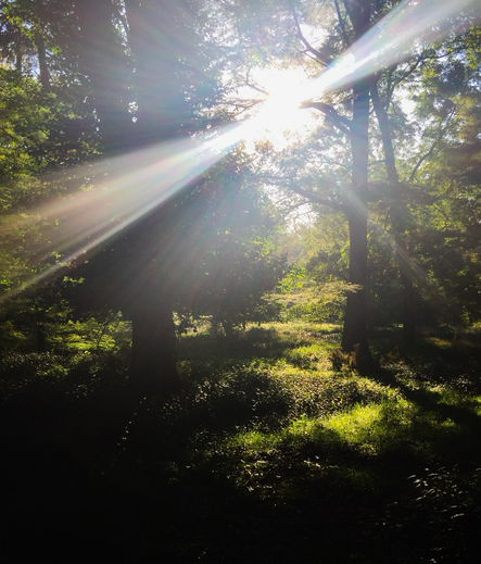 Rays of sunshine through trees.