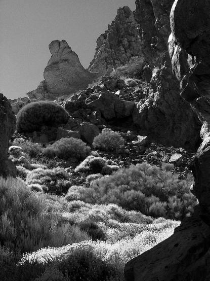 The image is a black and white photograph depicting a lush, green hillside with scattered rocks. The hillside slopes upwards and to the right, covered in dense vegetation that appears like a soft blanket. Interspersed throughout the greenery are numerous, light-colored rocks of varying sizes and shapes. The composition focuses on the texture and density of the hillside, creating a sense of depth and natural abundance. There are no discernible people or structures in the photograph. The lighting is even, creating a soft and natural tone throughout the scene.