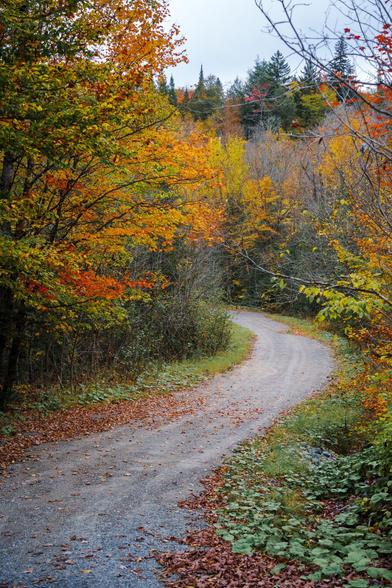 Gravel pathway winding through colorful fall trees with fallen leaves on the ground.