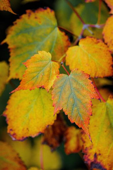 Close-up of bright yellow and orange leaves on a tree, showcasing autumn colors.