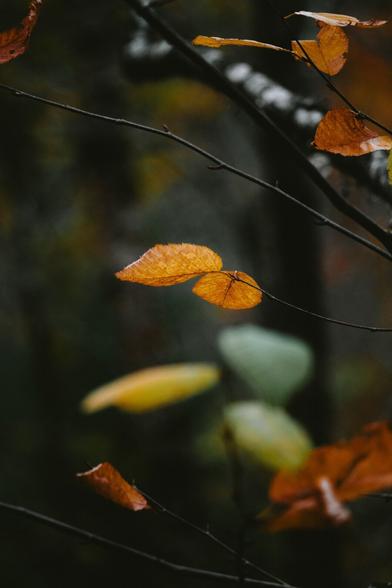 Single orange leaf hanging on a branch, blurred background of more leaves and trees.
