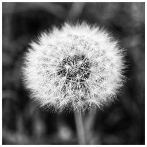 A close-up, black-and-white photograph of a fully bloomed dandelion seed head. The intricate, spherical structure is composed of numerous fine, feathery seeds radiating outward from the centre, creating a delicate and detailed pattern. The background is softly blurred, ensuring the dandelion remains the focal point of the image.