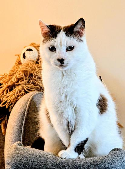 Photo of a cat sitting cross legged