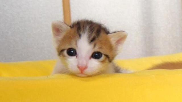 １分間の激闘に敗れたねむねむ子猫がかわいすぎてもう【赤ちゃん猫　保護猫】
